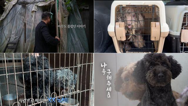 죽어야 끝나는 견생…불법 번식장 犬들, 애견미용학원 실습견으로 (실탐)