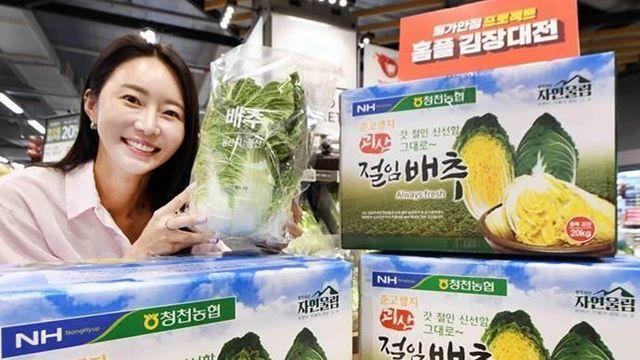 홈플러스, 10일부터 절임배추 예약 판매…