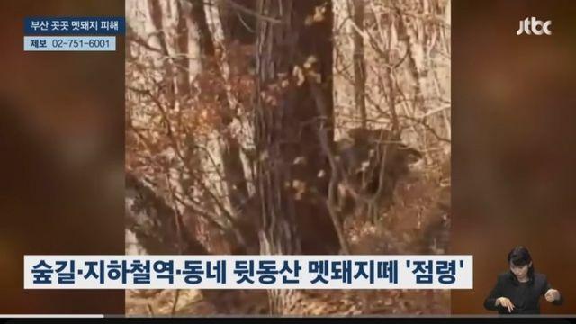 부산 멧돼지때문에 난리인데