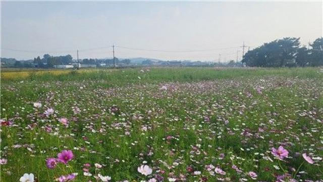 천안 '봉선 홍경사지' 코스모스 만발…추석연휴 관광지로 주목