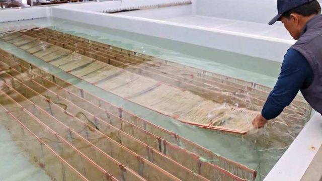 지금 아니면 이 맛 안 난다…특이하게 서해서는 10월까지 나오는 '국민 수산물'