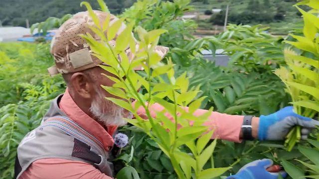 하나에 1200원에 사와서 연간 수억원씩 벌 수 있다는 '고수익 작물'