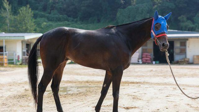 [경마]질풍가도 달리는 연승마…올해의 연승왕은 누구?