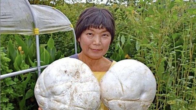 배구공 아냐?…밭에서 발견한 '이것' 알고보니