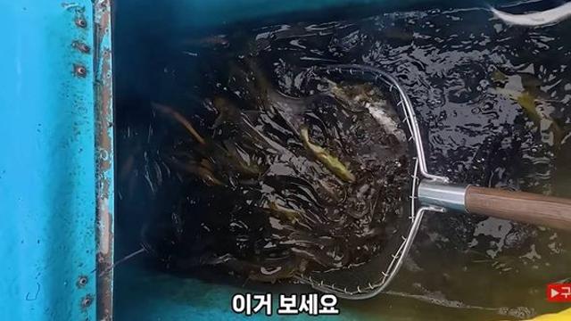 통발 들자마자 와르르…가을장마 끝난 임진강서 20kg 쏟아진 ‘이 물고기’