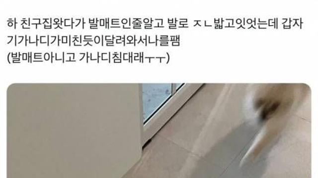 친구 집 왔다가 발매트인 줄 알고 발로 ㅈㄴ 밟고 있었는데,,