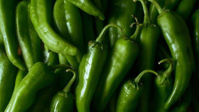 냉장고에서 쭈글해진 풋고추, 그냥 버리지 마세요…‘이렇게’ 하면 더 맛있습니다