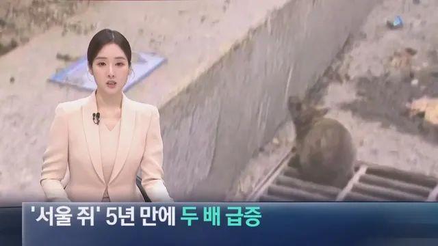 ‘서울 쥐’ 5년 만에 두 배 급증
