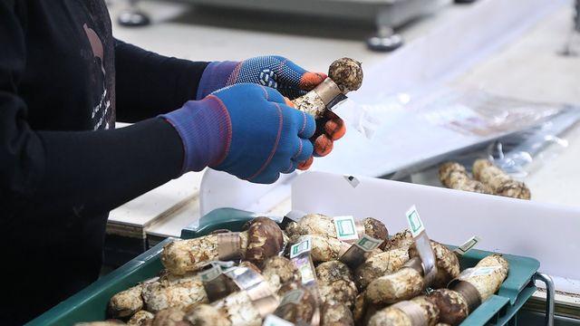 추석 앞두고 강원 양양 송이 역대 최고가…1㎏당 161만원대