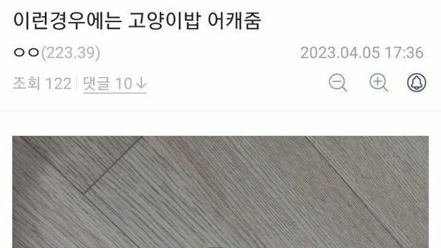 고양이밥을 주고싶었던 디시인