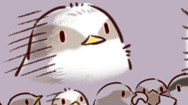 귀욤귀욤 새