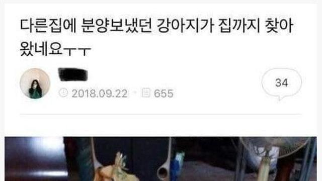 다른집에 분양 보냈던 댕댕이가 다시 돌아옴