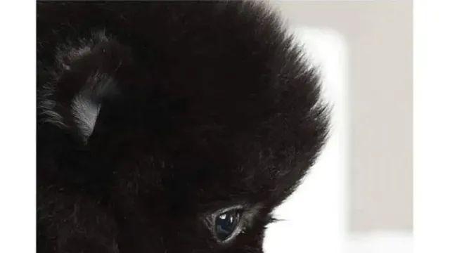 고양이 이름을 잘 지어야 하는 이유,,