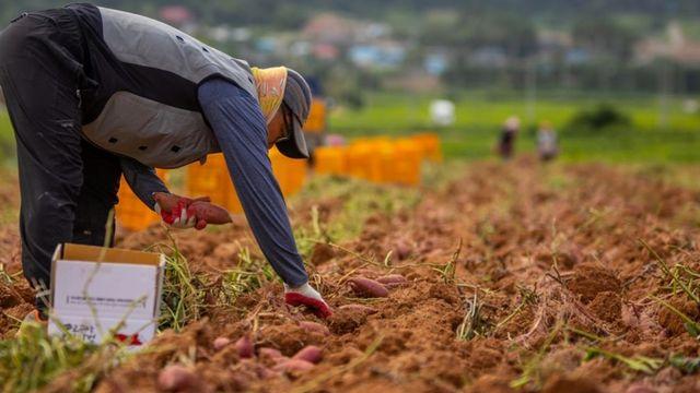 전쟁터에서 먹던 비상식량인데…이제는 MZ세대가 열광한다는 '국민 식재료'