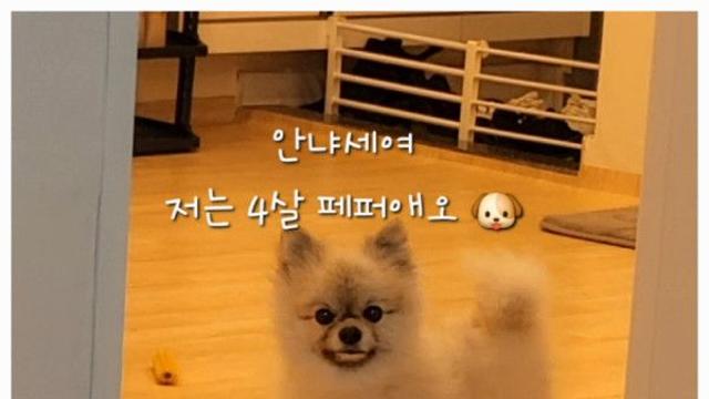 제 견생 스토리애오 ????