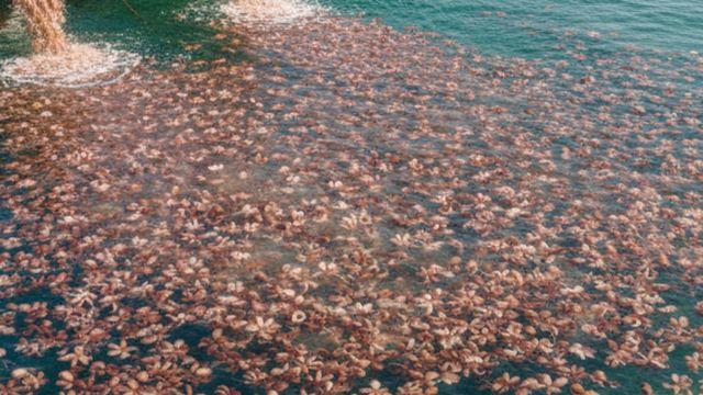 보양에 좋은 제철 식재료인데…신안서 20000마리 떼로 풀렸다는 '이 수산물'