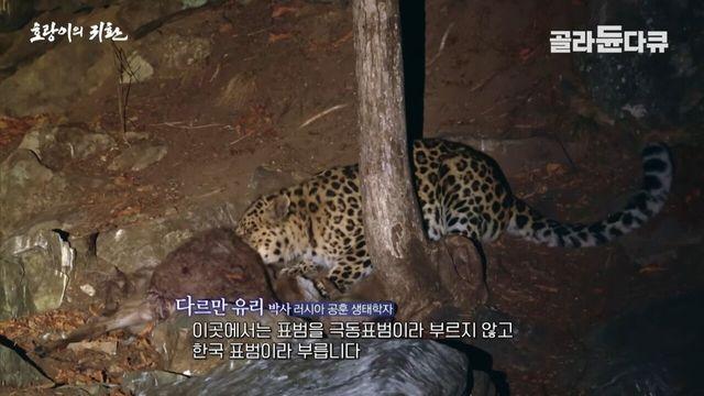 표범,호랑이가 돌아온 것으로 추정되는 한반도 북부 생태계