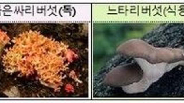 완주서 야생 버섯 먹은 5명 구토·복통