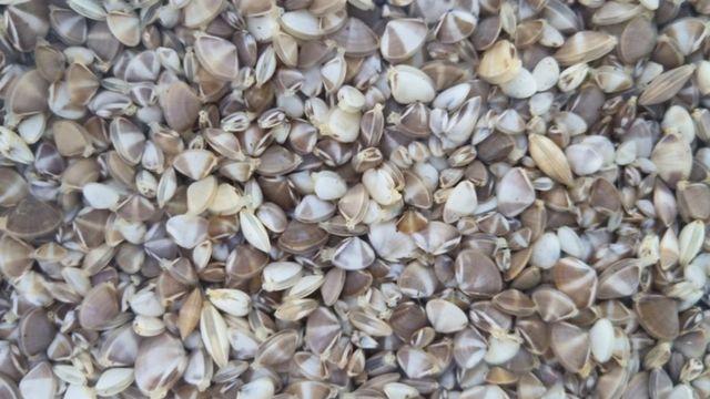 한때 씨가 말랐다고 했는데…동해안에 무려 70만 마리 떼로 풀린 ‘국내산 수산물’