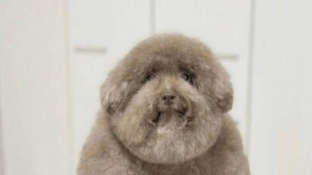 반려동물 미용 스타일러들의 아름다운 금손 실력