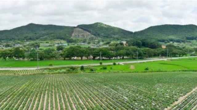 200여년 마을 지켜와…천연기념물로 지정됐다는 '이 숲' 뭐길래