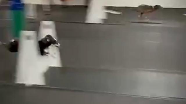 개빠름.mp4