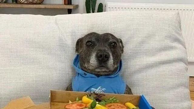 피자를 선물받은 댕댕이.jpg,,