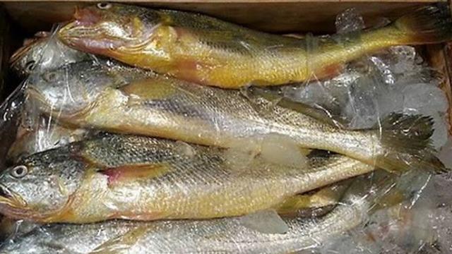 중국산인데...어획량 확 줄고 ‘금값’ 되자, 국산 밀치고 반응 터진 ‘이 생선’ 정체