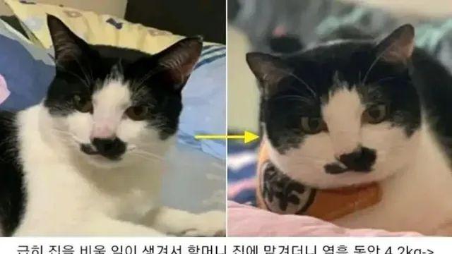 할머니에게 열흘 고양이 맡긴 결과.jpg