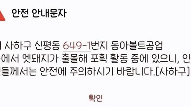 고향 내려왔는데 안전안내문자 멧돼지 이거 뭐냐