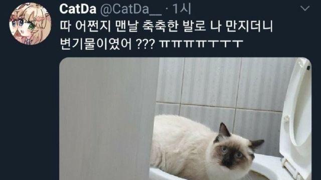 고양이의 촉촉한 발바닥~