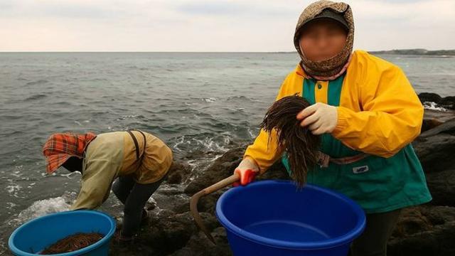 대통령 추석선물에 포함됐는데…수확량 급감에 '품귀 비상' 걸린 제주산 고급 식재료