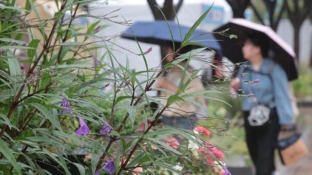 [날씨] 오늘 찬 이슬 맺히는 한로…전국 흐리고 곳곳 비