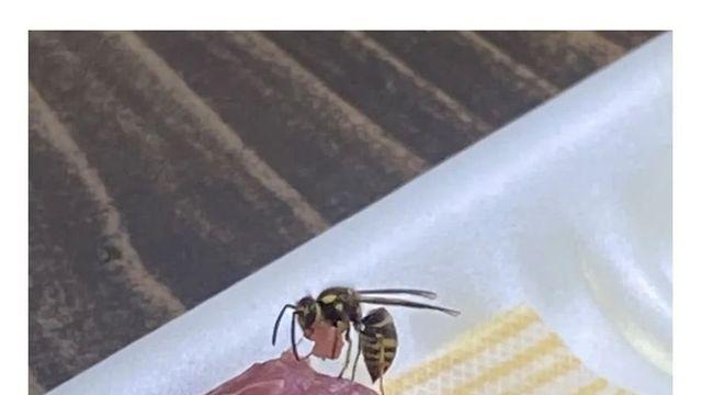 벌이 고기 썰어서 훔쳐감
