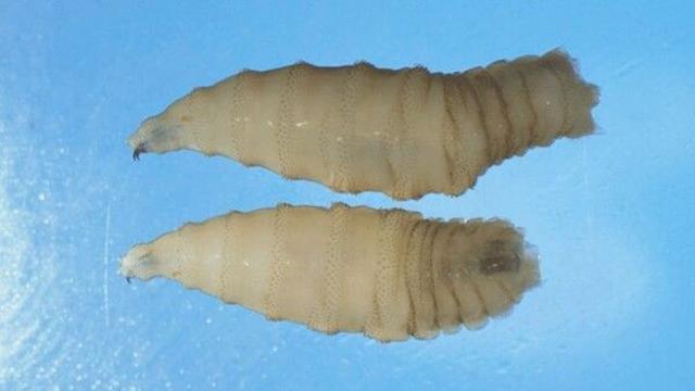 '살 파먹는 구더기' 美 접경지 멕시코서도 확인