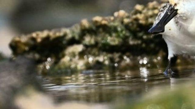 전 세계에 1000마리도 안 되는데…제주도서 발견돼 난리 난 '멸종위기 동물'