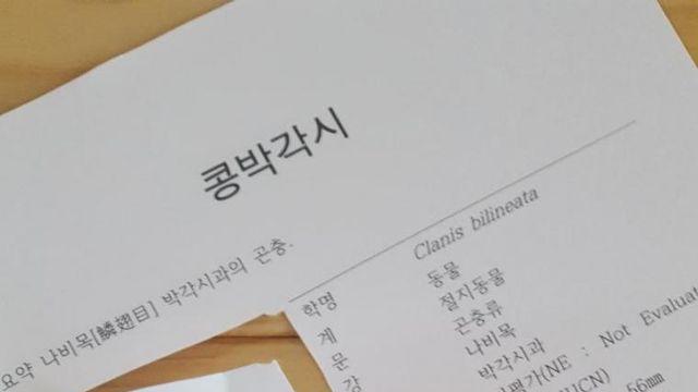 움직이지 않아 박제한 콩박각시.