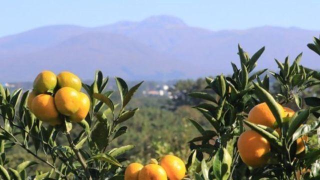 매번 버렸는데…다이어트에 효과 있다고 밝혀진 '의외의 식재료'