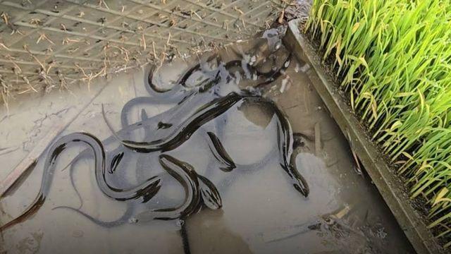 논 바닥에 드글드글…암컷으로 살다 수컷으로 변한다는 '이 생명체'