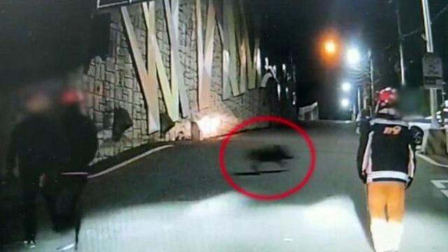 추석날 부산서 멧돼지 한마리 출몰…차량 충돌 후 죽어