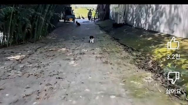 시골 겁쟁이 강아지 특
