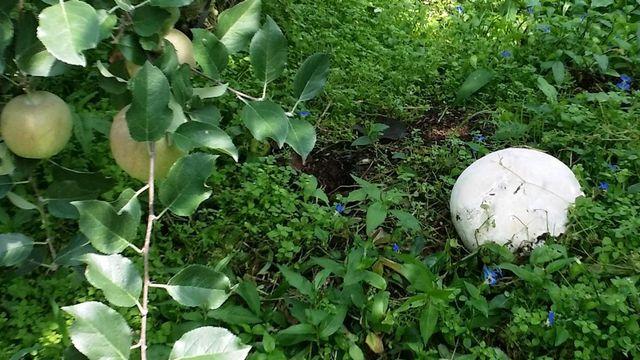 수천만 원 호가하는데…마당 텃밭에서 발견돼 난리라는 '전 세계 초 희귀종'