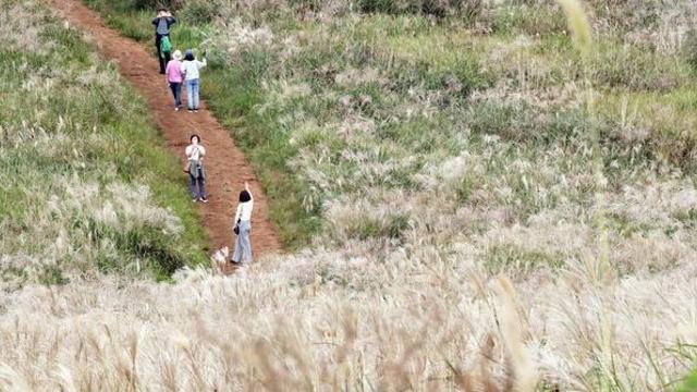 가을철 방문하기 좋다… 황금빛 억새가 반기는 ‘제주 오름’ 3곳