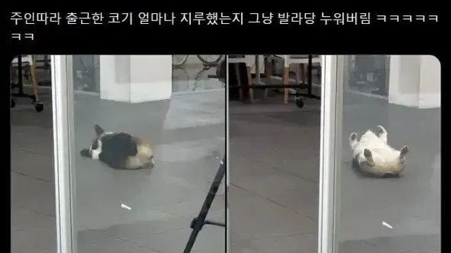 주인따라 출근한 댕댕이.jpg,,