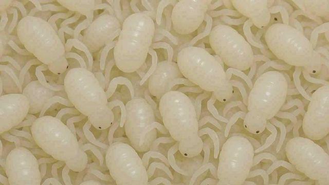 드글드글 다들 기겁하는데…1마리에 10만원도 한다는 대반전 '생명체'