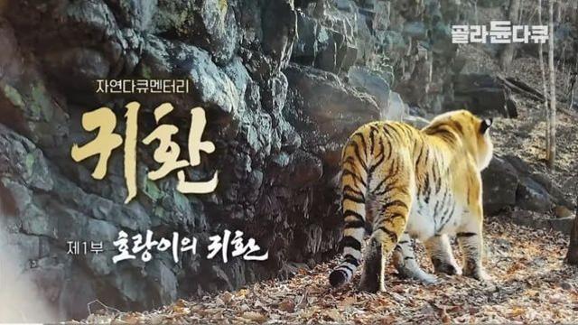 북한으로 넘어가고 있는 시베리아호랑이