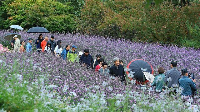전국 대체로 흐린 한글날…곳곳에 비