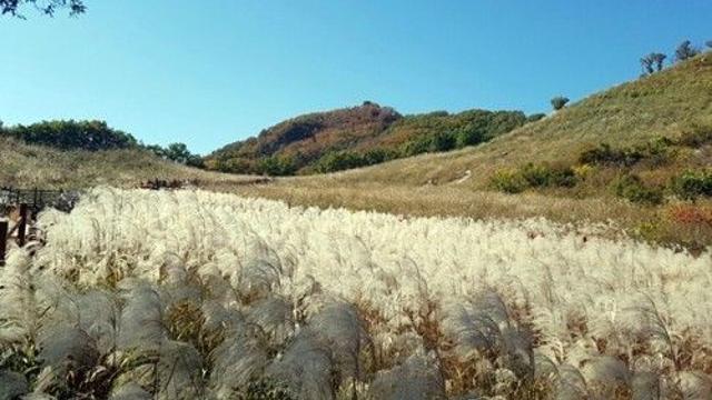 '명성산서 가을 정취 만끽'…포천시, 17∼19일 억새꽃 축제