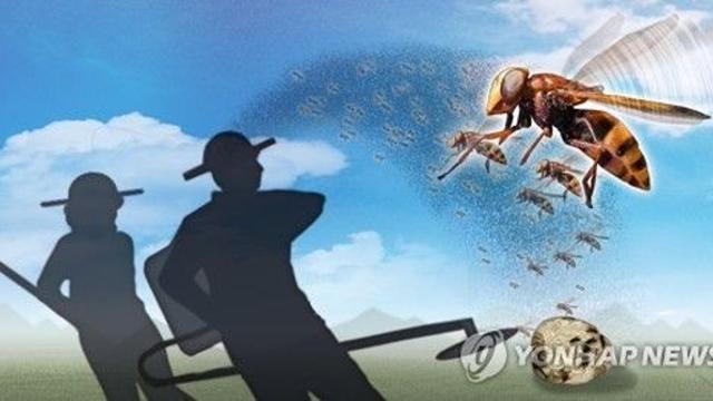 성묘 중 벌 떼에 쏘인 일가족…경찰 도움으로 병원 무사 도착
