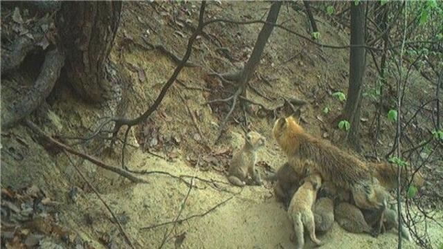 12마리 새끼 보살피는 어미 여우…양육 장면 공개